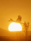 Sandhill cranes flying by the sun at sunrise, Bosque del Apache NWR, New Mexico Art Print